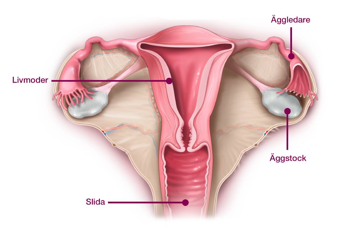 Genomskärning av inre kvinnligt könsorgan. Två pilar med tillhörande text pekar på äggledare och äggstock.